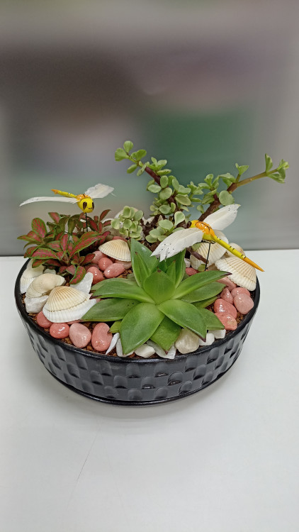 Композиция с суккулентами