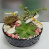 Композиция с суккулентами