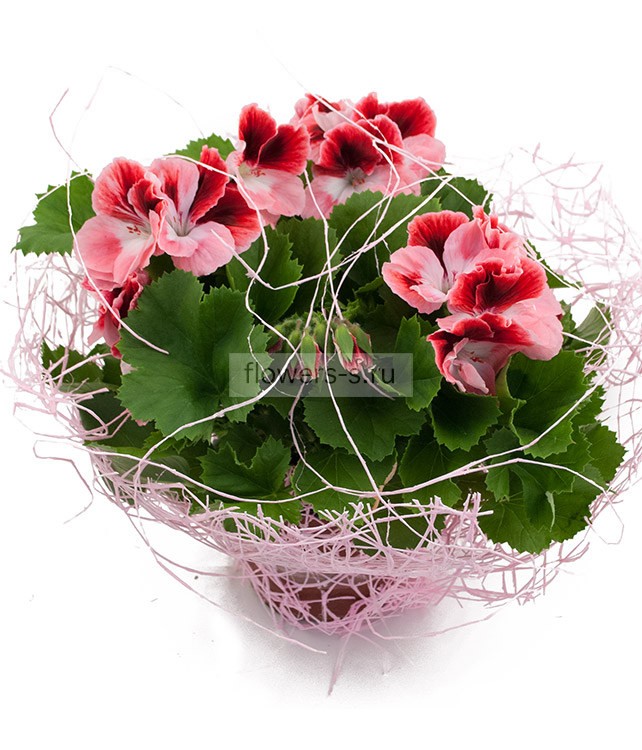 Герань королевская