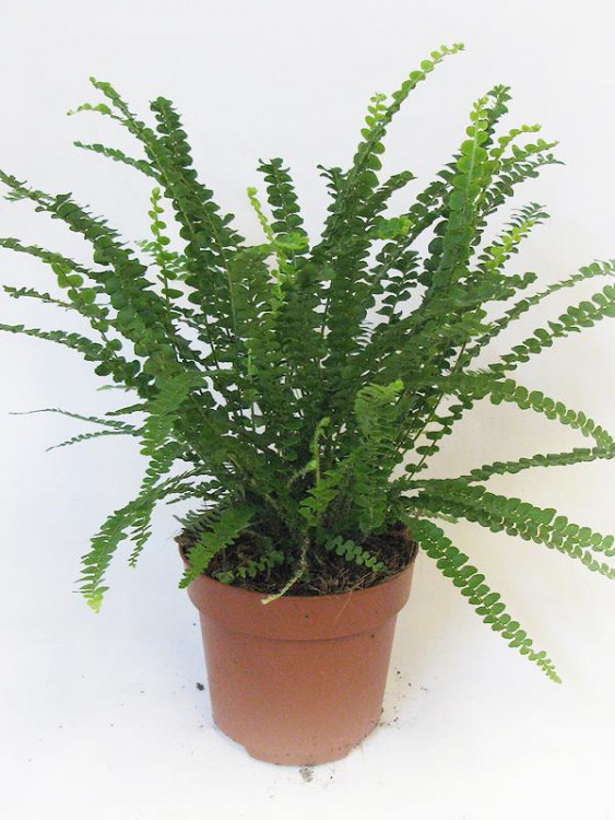 Нефролепис №12