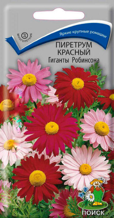 Пиретрум Красный Гиганты робинсона