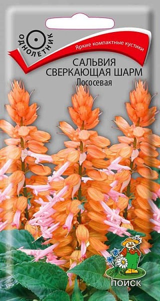 Сальвия сверкающая Шарм Лососевая