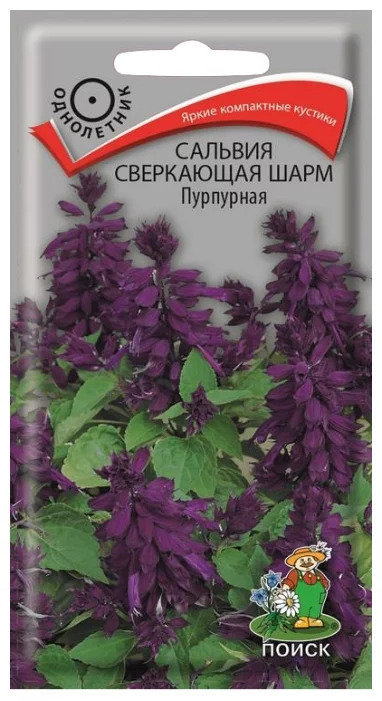 Сальвия сверкающая Шарм Пурпурная