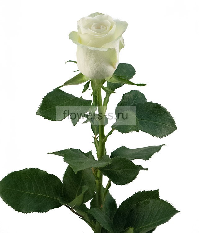 Роза эквадор Polar Star 60 См, Flowers and presents Dubna, buy at a price of 270