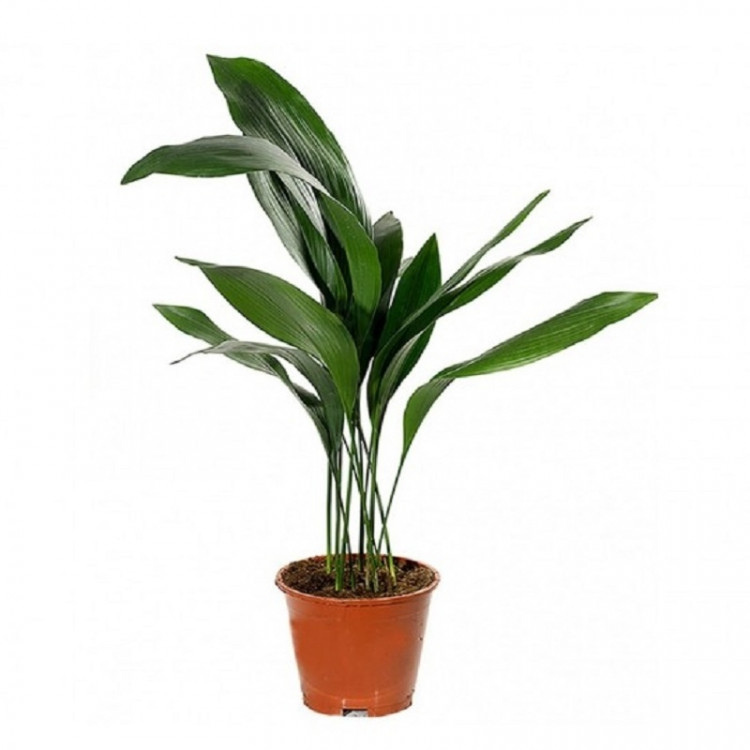 аспидистра фото комнатный