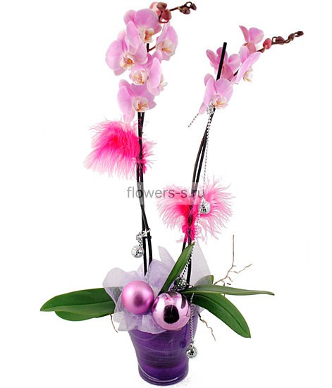 Орхидея Фаленопсис в новогоднем оформлении