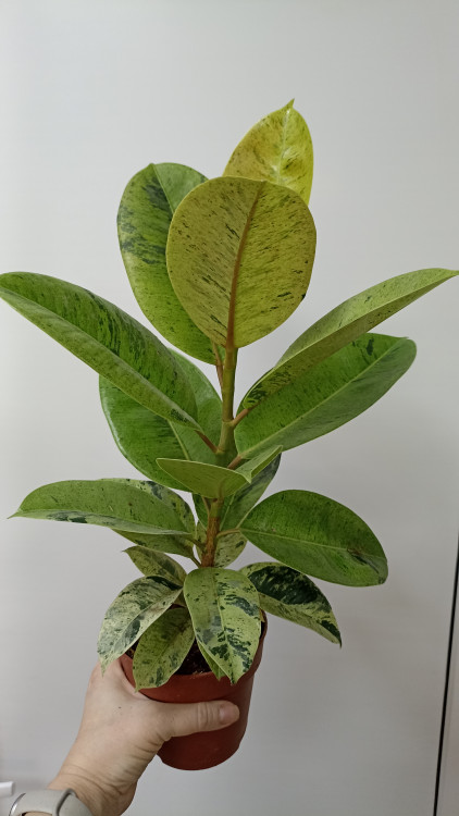 Новый товар