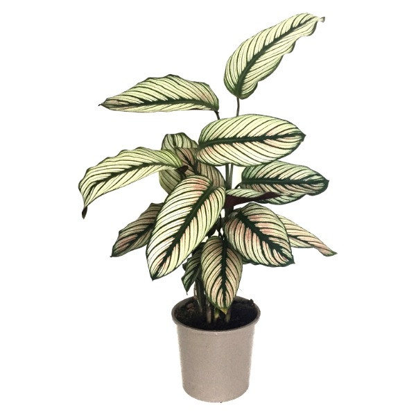 Calathea Majestica White Star Калатея Мажестика