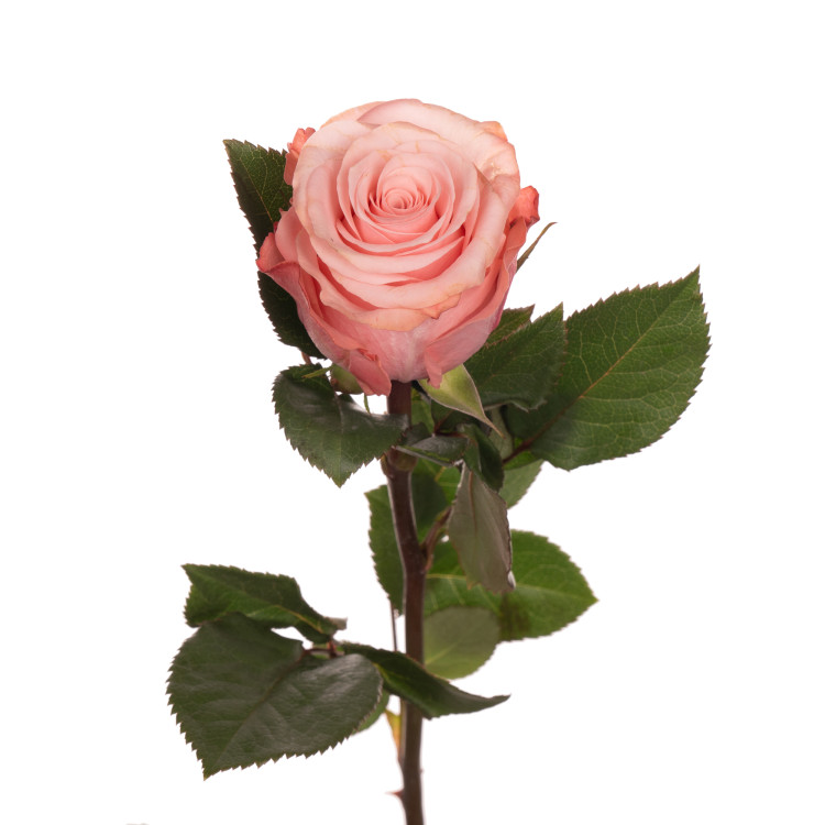 Розы "Би свит"